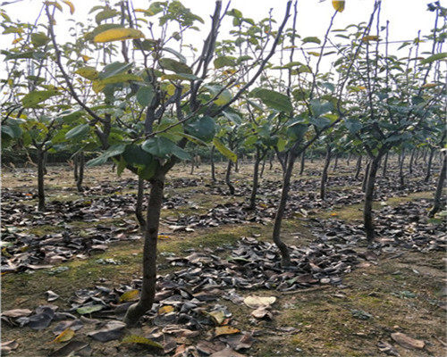 玉露香梨樹(shù)苗