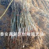 薄皮核桃苗、山东核桃苗基地_