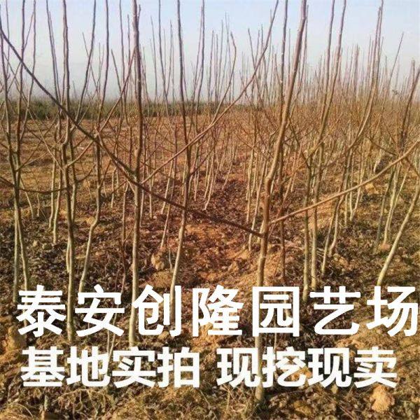 占地核桃树山东核桃苗基地