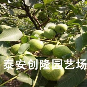 清香核桃苗、哪個(gè)核桃苗品種產(chǎn)量高_(dá)