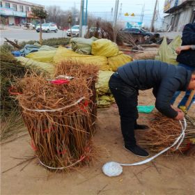 1米以上中油18号19号桃树苗什么价格 1公分粗中油18桃树