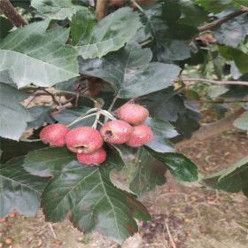 華辰園藝場甜紅子山楂樹苗管理 甜紅子山楂樹苗哪有賣