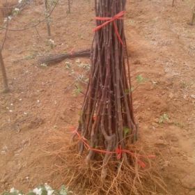 鲁丽苹果苗批发基地 矮化高产成活率高