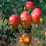 ?軟籽石榴苗哪有賣(mài)?1到5公分石榴樹(shù)苗價(jià)格