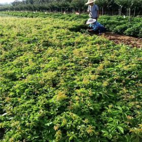 小葉爬山虎哪里有賣  爬山虎價格