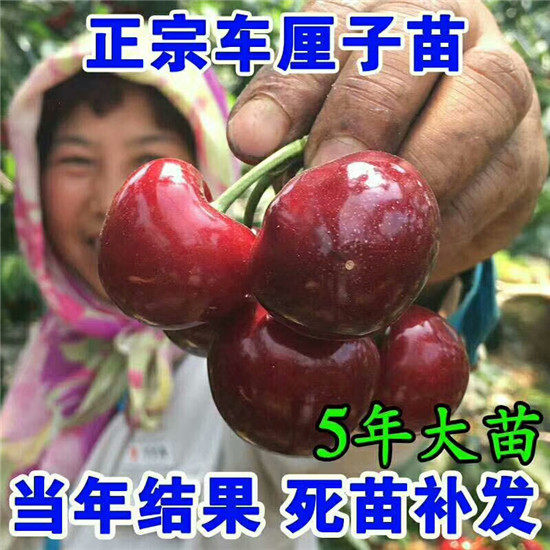 车厘子树苗