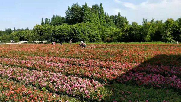 豐花月季