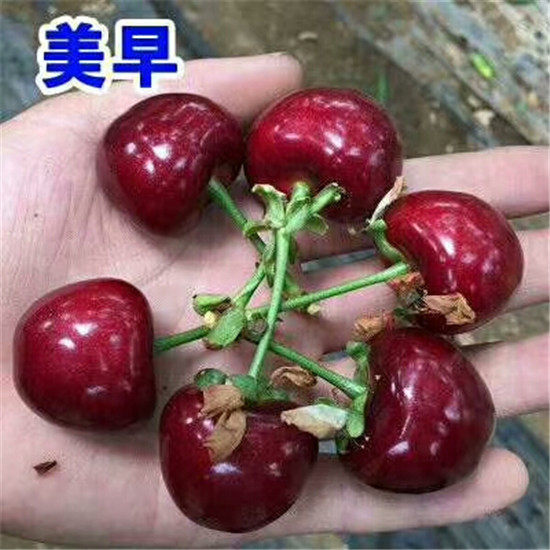 黑珍珠樱桃树苗