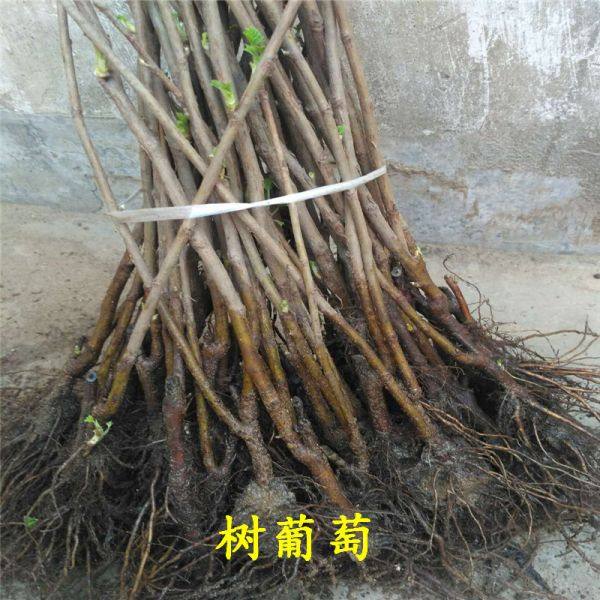 樹(shù)葡萄苗