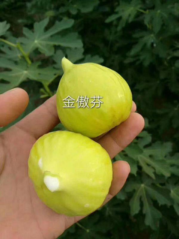 金傲芬无花果树苗