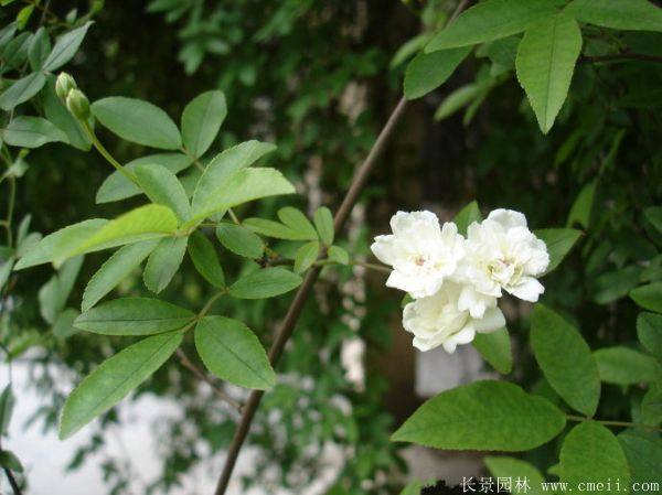 木香花