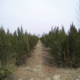 江苏扁柏价格 扁柏种植基地