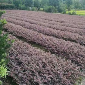 30公分红花继木杯苗 大量供应  冠幅饱满 苗子旺盛