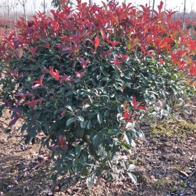 西安红叶石楠专业种植基地