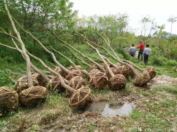 烏桕樹