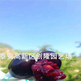 嫁接櫻桃樹苗價格_嫁接櫻桃樹苗大量有貨