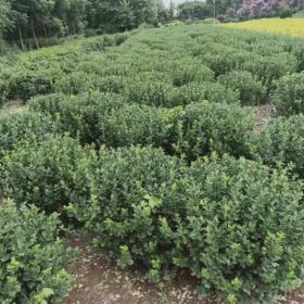 供应扶芳藤球 扶芳藤球价格表 扶芳藤球图片