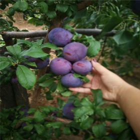 女神西梅苗种植基地哪里有  女神西梅苗批发价格