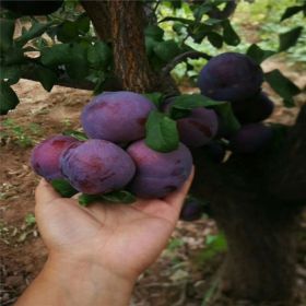 批发蓝蜜西梅苗 优质蓝蜜西梅苗价格 蓝蜜西梅苗基地