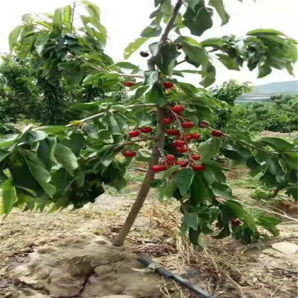 美國(guó)一號(hào)櫻桃苗