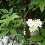 1.2米木香花多少钱一棵