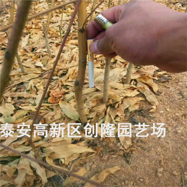 桃树苗