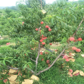 早熟桃树苗种植基地1公分早熟桃树苗多少钱  产量大