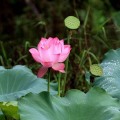 黑龍江有荷花種植基地嗎？