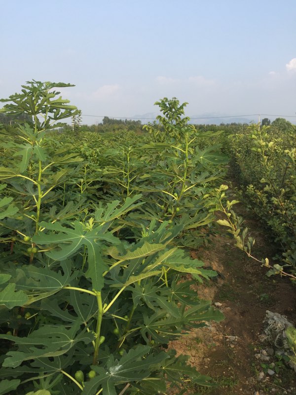 無花果樹苗