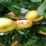 風(fēng)味天后桃樹苗哪里有賣  風(fēng)味天后桃樹苗小苗價(jià)格