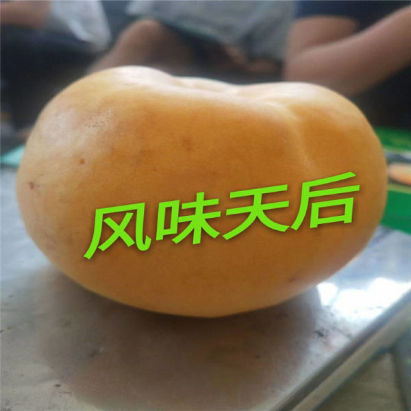 桃树苗