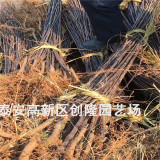 一公分苹果苗、一公分苹果苗多少钱一棵_