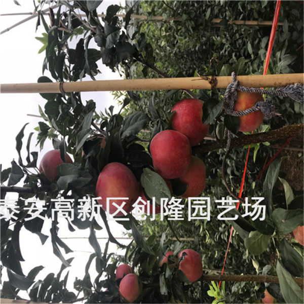 华硕苹果苗