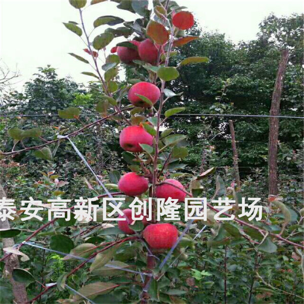 蜜脆苹果苗