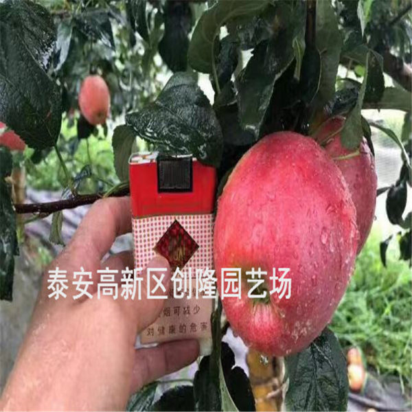 瑞阳苹果苗