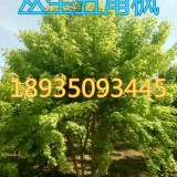 今年4米叢生五角楓價(jià)格=4米叢生五角楓多少錢(qián)一棵