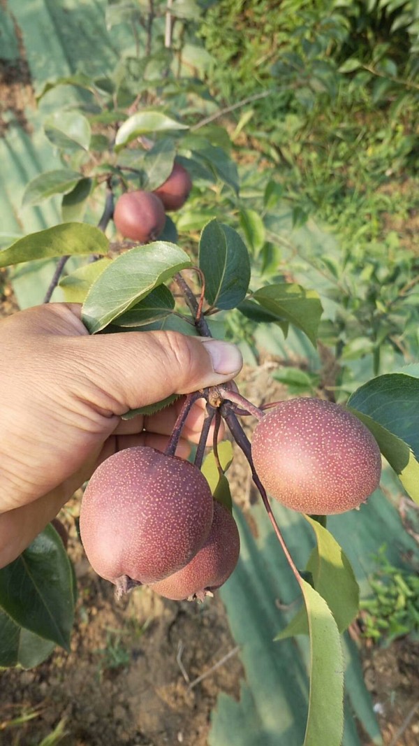 黃金梨樹(shù)苗多少錢