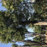 移植两年香樟出售 湖北香樟种植基地