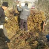 扶芳藤基地種植量都很大嗎？