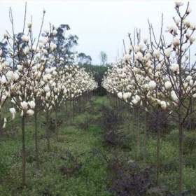 安徽有种植白玉兰的基地吗？