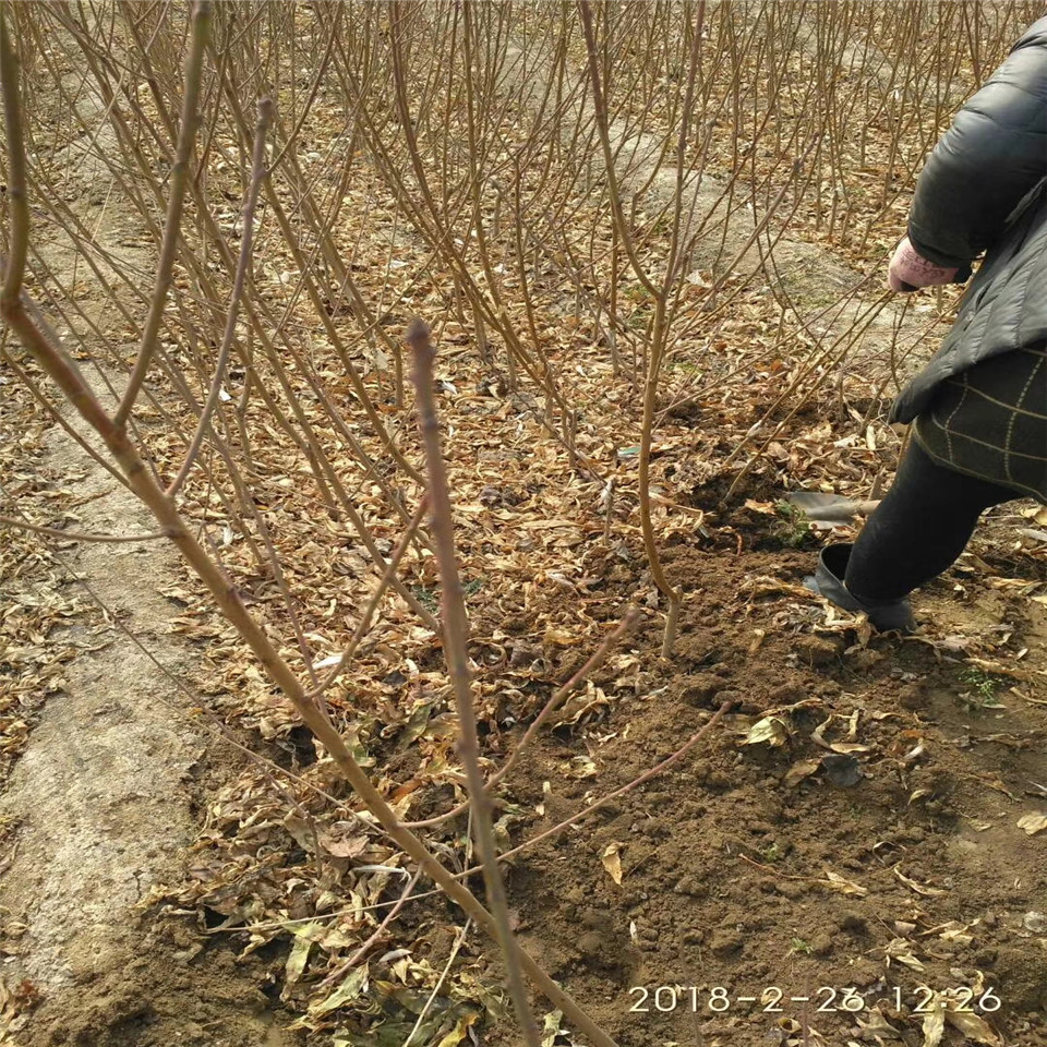 雪桃苗、雪桃苗今年价格