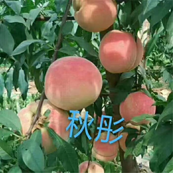 桃樹苗價格