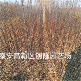 寒富苹果树苗、寒富苹果树苗哪里有卖的_