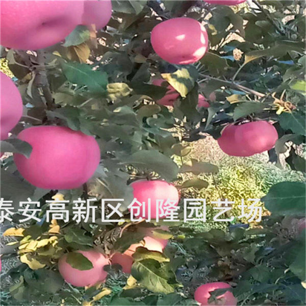 众成一号苹果树苗