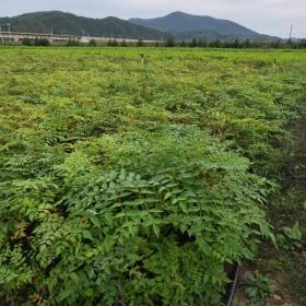 哪有刺嫩芽苗出售，烏龍頭苗基地，哪賣烏龍頭苗