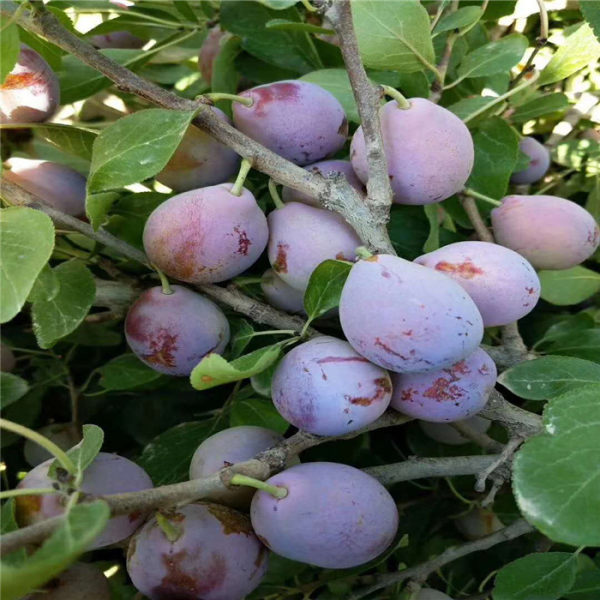 西梅藍(lán)蜜李子苗