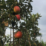 秦脆苹果好不好吃 哪里有秦脆苹果苗价格 秦脆苹果成熟期