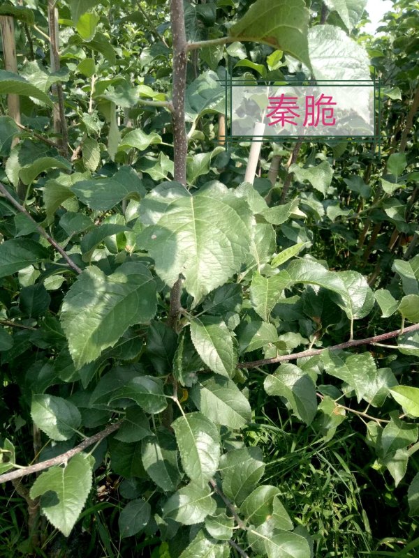 秦脆蘋(píng)果苗