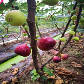 無(wú)花果樹(shù)苗繁育基地 波姬紅無(wú)花果樹(shù)苗價(jià)格 無(wú)花果樹(shù)苗種植?