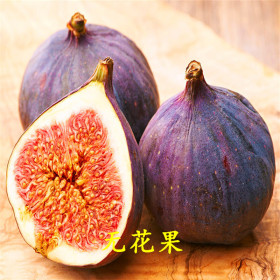 芭勞奈無(wú)花果樹(shù)苗產(chǎn)地批發(fā)  山東無(wú)花果樹(shù)苗怎么賣